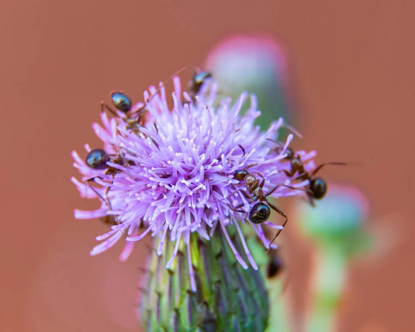 Kenya's Illegal Ant Trade Surges — and Investors Are Watching