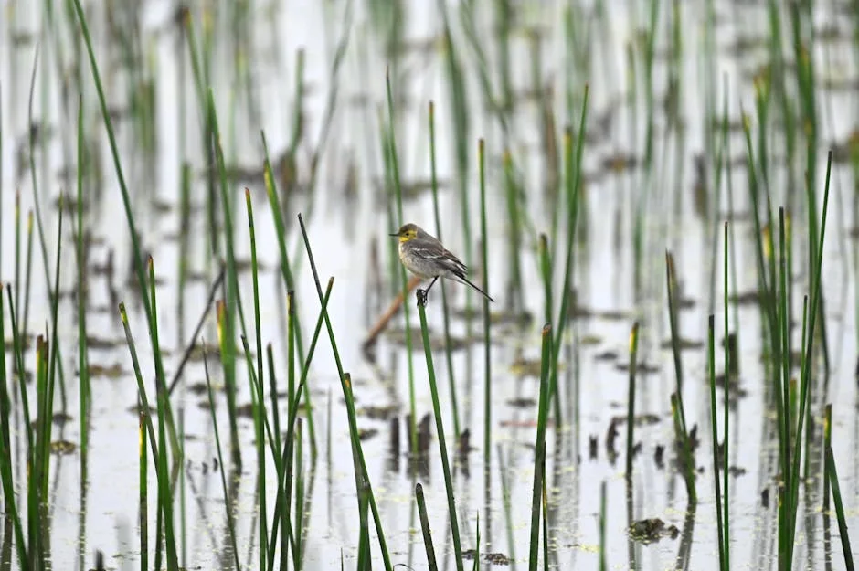 Heavy Rain and Hailstorm Devastate Thoubal, Impacting Economy and Agriculture — Economy Business