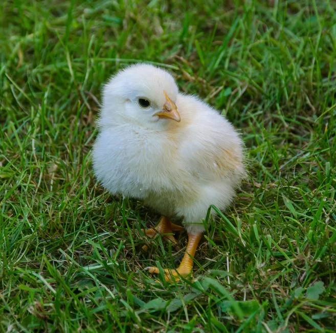 Joanna Lumley's Chick Plan Triggers £200m UK Egg Market Shake-Up — Opinion