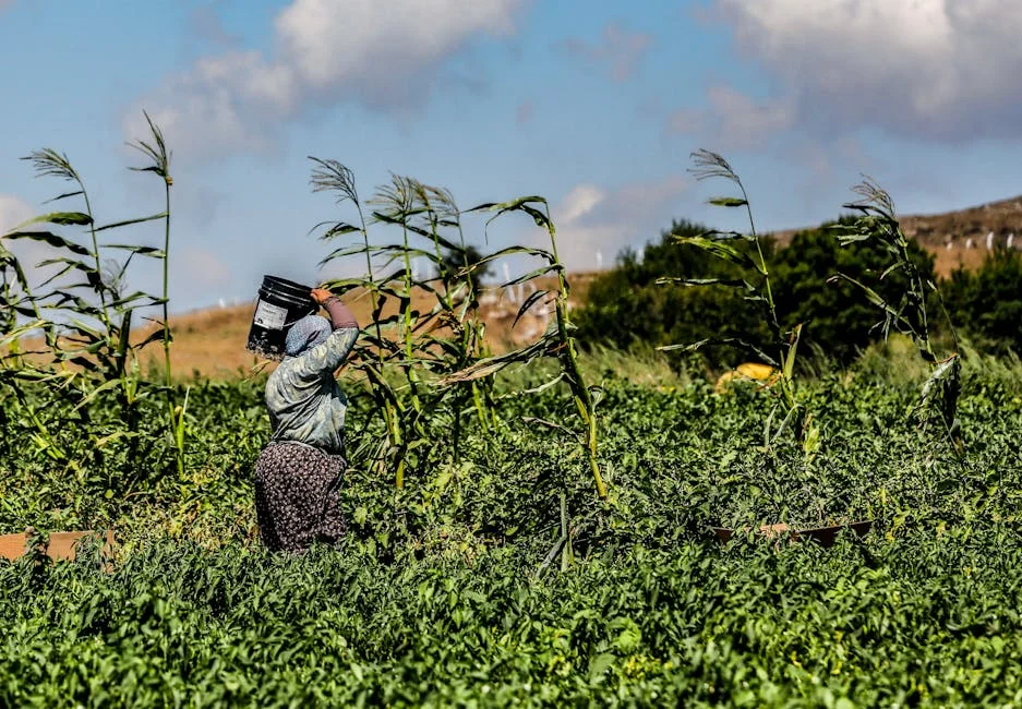 Kenya Cabinet Forces Jowar into Maize Market — Supply Chains Shift — Sports