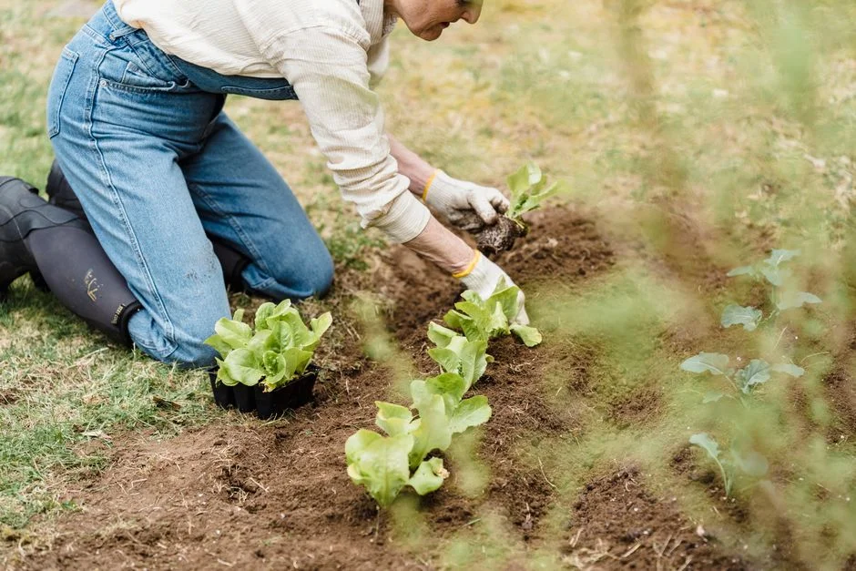 Malmö Garden Show Reveals New Odlingslotter Opportunities for Local Investors — World News