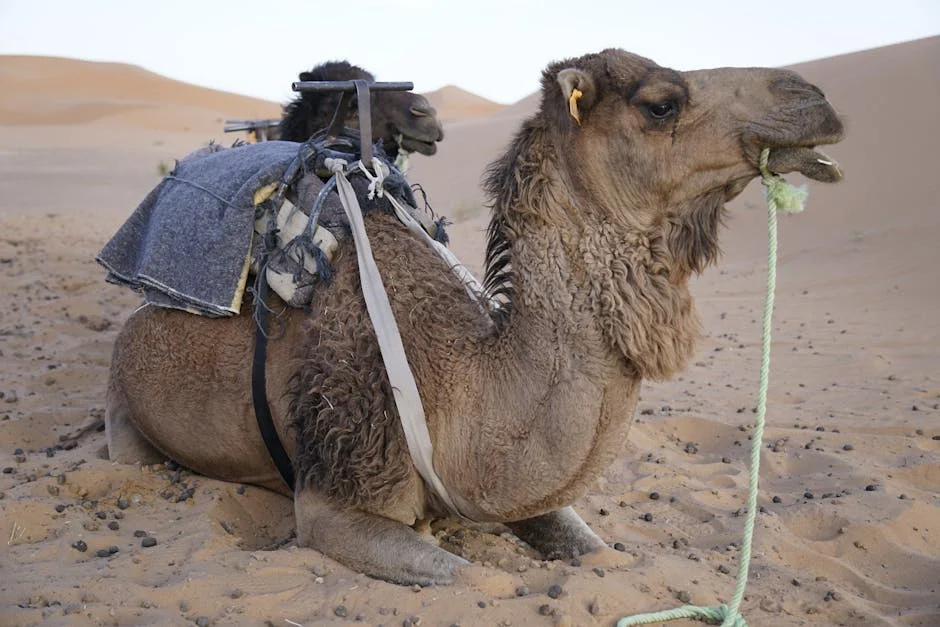 Morocco Pushes Western Sahara Tourism — Investors Face New Risks — Politics