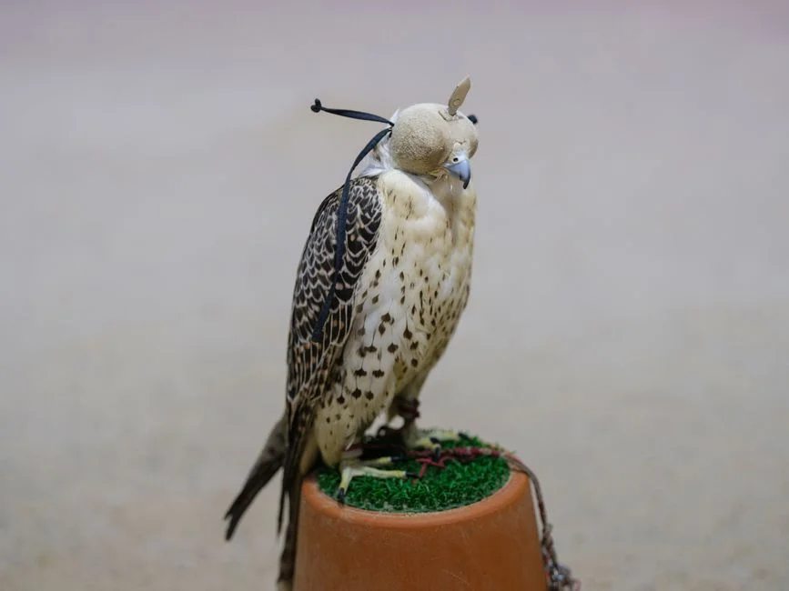 NG Reports Significant Hatch Rate of Peregrine Falcons — Impact on Biodiversity Assessed — Economy Business