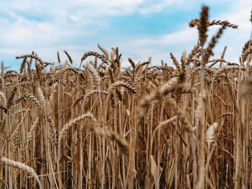 Nigeria Halts Wheat Imports — Prices Are Already Rising — Technology