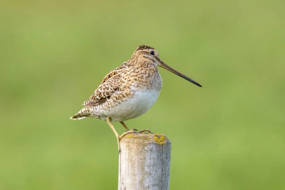 Sliabh Beagh Curlew Conservation Trust Reveals New Nest — UK Environment at Stake — Health