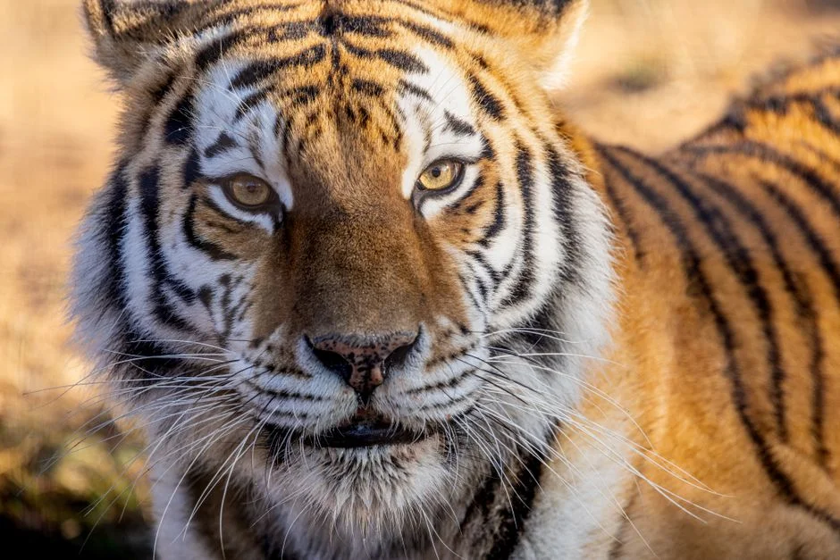 Tiger Brands Defends Rising Prices Amid Inflation Pressures on Consumers — Health
